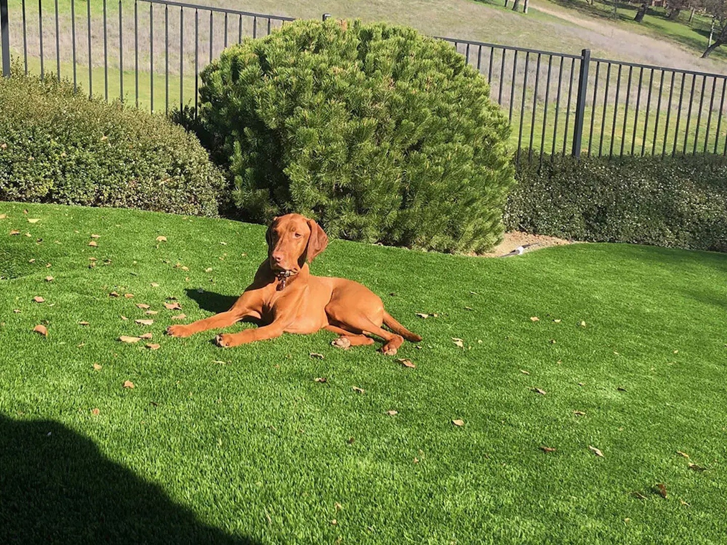 Dog on pet-friendly synthetic turf