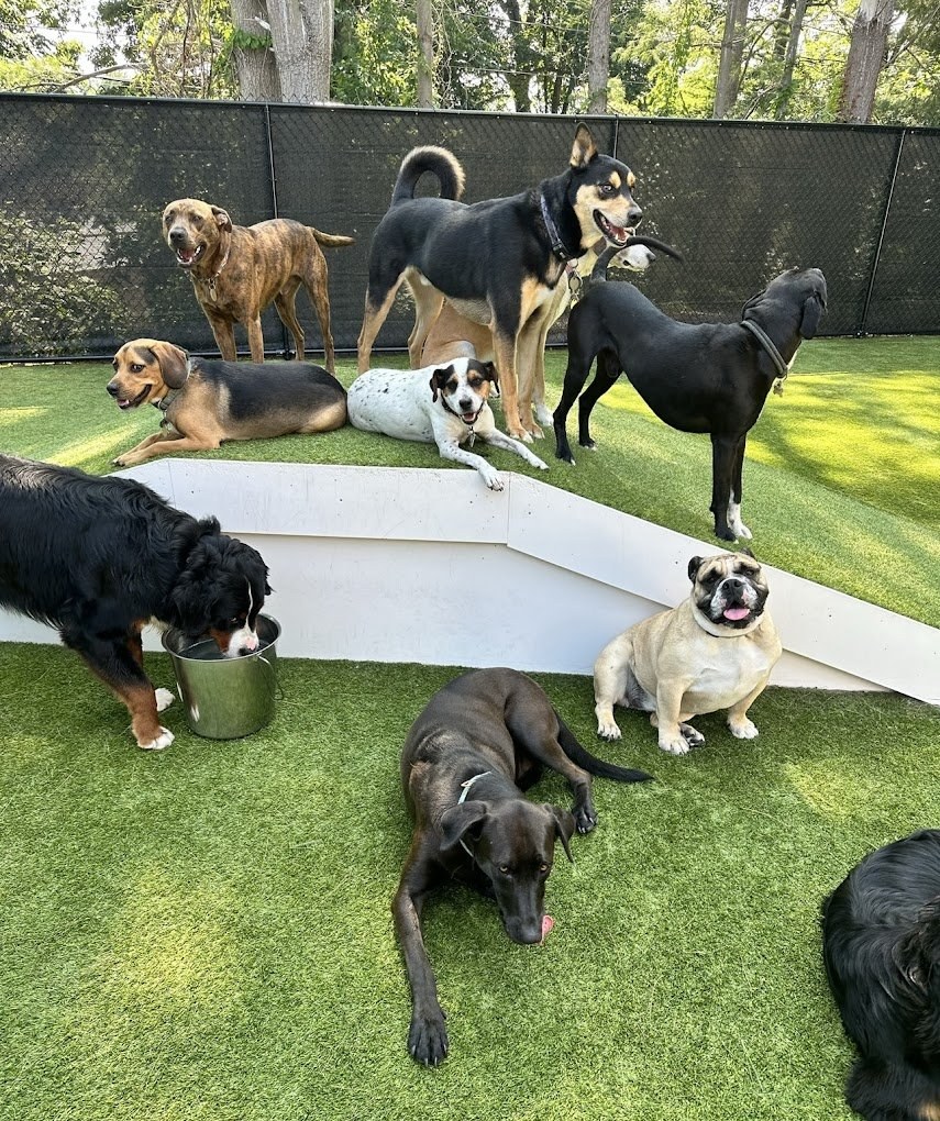 Pet & dog turf