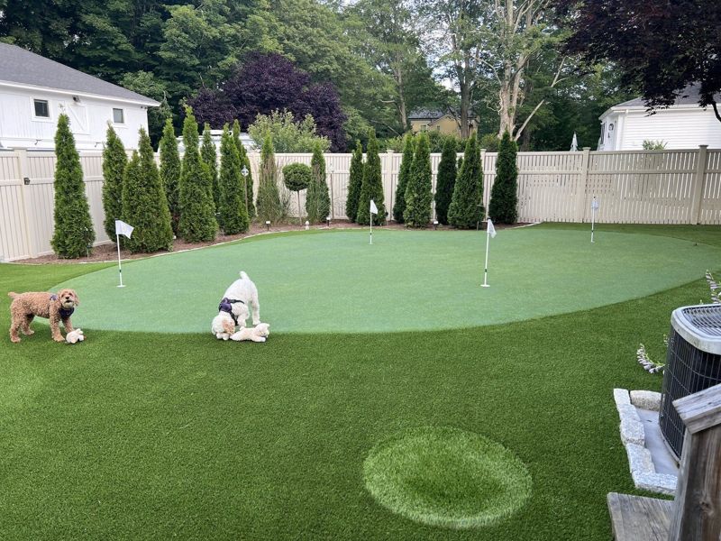 Two dogs play on a residential golf complex and surrounding turf.