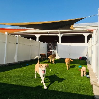 Pet-friendly synthetic turf project