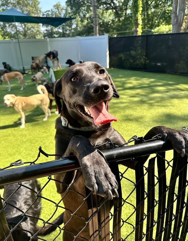 Pet-friendly synthetic turf
