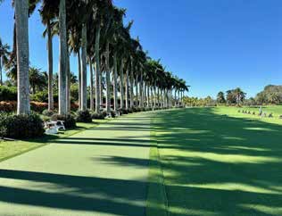 Celebrity Greens installation